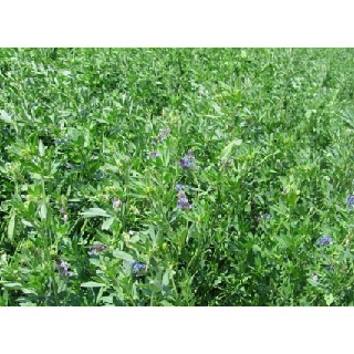 Hạt giống cỏ linh lăng Alfalfa Tặng Kèm Kích Mầm