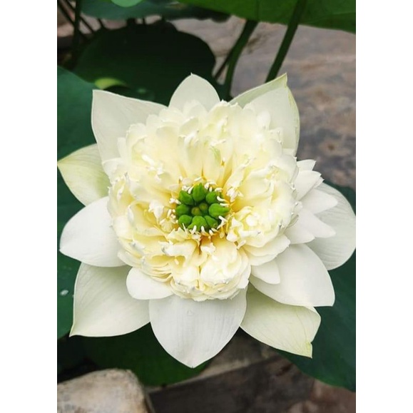 Củ sen White Moon