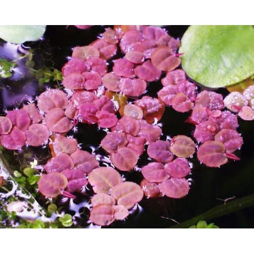 Bèo Rễ Đỏ – Red Root Floater - Bèo táo - oxy hóa, khử nitơ cho bể cá