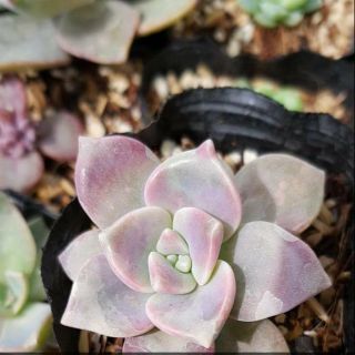 Sen đá hồng mập