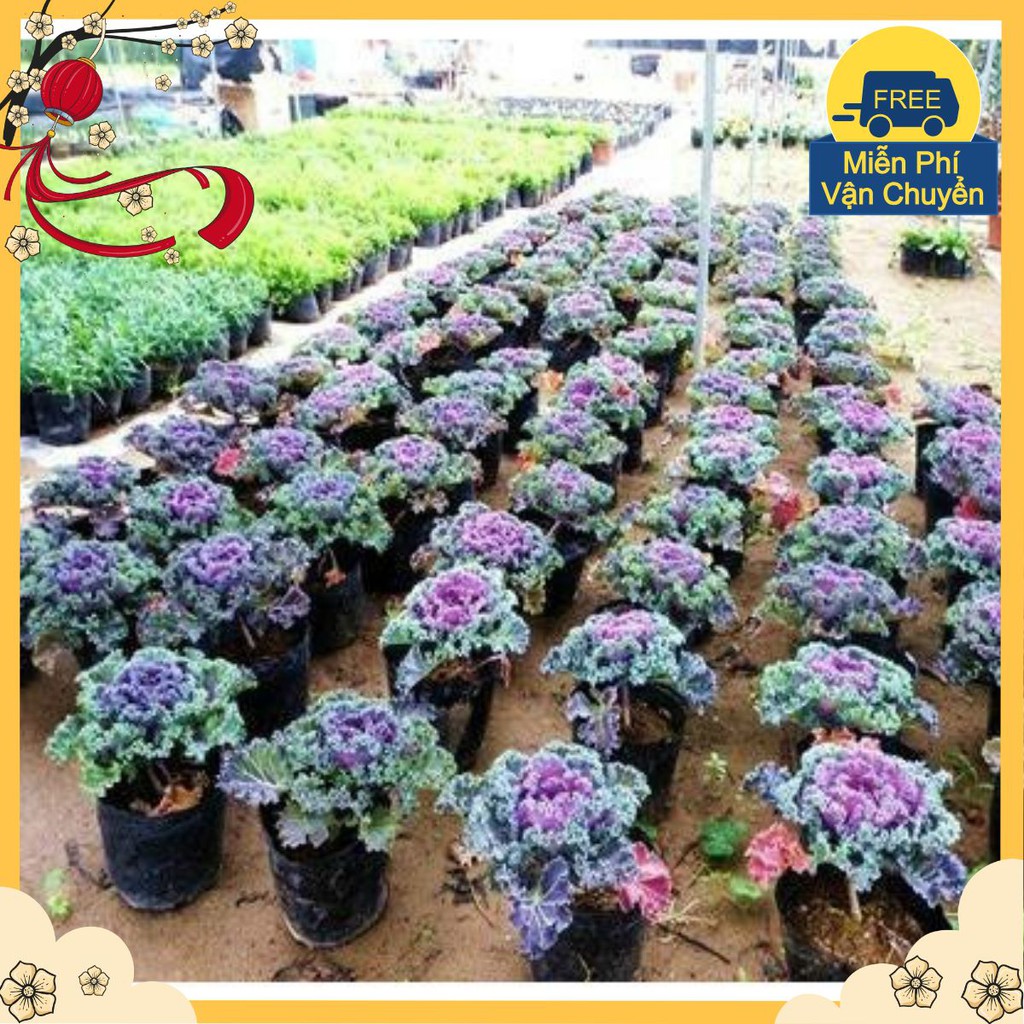 Hạt Giống Hoa Bắp Cải