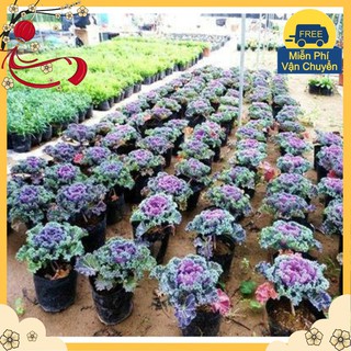 Hạt Giống Hoa Bắp Cải