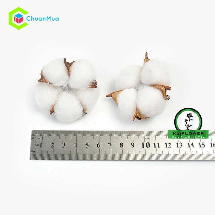 Cành Bông Gòn Khô Cotton Để Trang Trí, Decor, Chụp ảnh sản phẩm,..