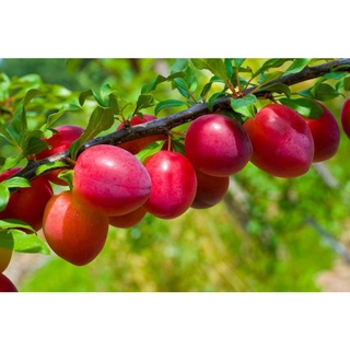 Cây mận đỏ mỹ