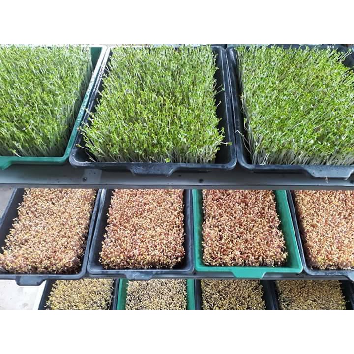 1kg Hạt Giống Rau Mầm Củ Cải Đỏ