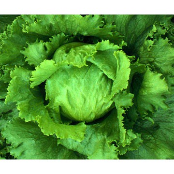 Hạt giống rau xà lách chịu nhiệt minetto - xà lách Mỹ ăn giòn, ngọt gói 4g