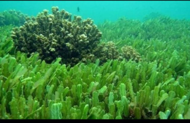 Ủ tảo xoắn tươi ATOLA  huyền phi | BigBuy360 - bigbuy360.vn