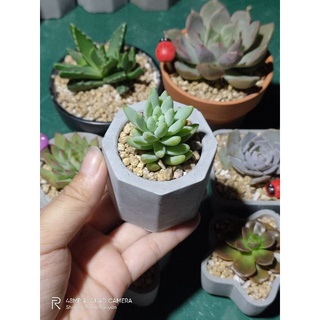 chậu xi măng mini trồng sen đá vỉ