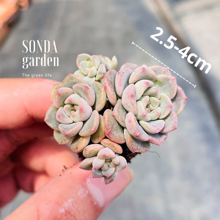 Sen đá diệp hà SONDA GARDEN size mini 2.5-4cm, xuất xứ Đà Lạt, khoẻ đẹp, lỗi 1 đổi 1