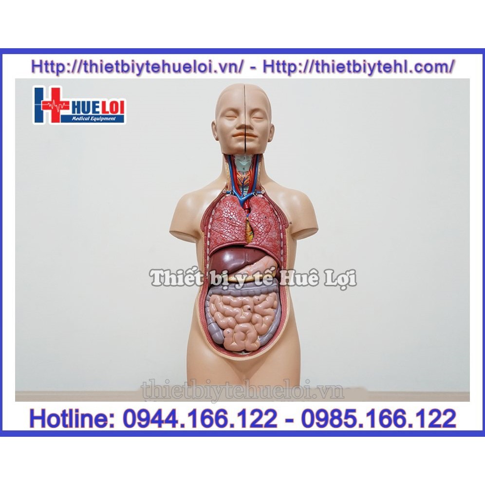 Mô hình giải phẫu nội tạng , Mô hình hệ cơ quan nội tạng nửa người