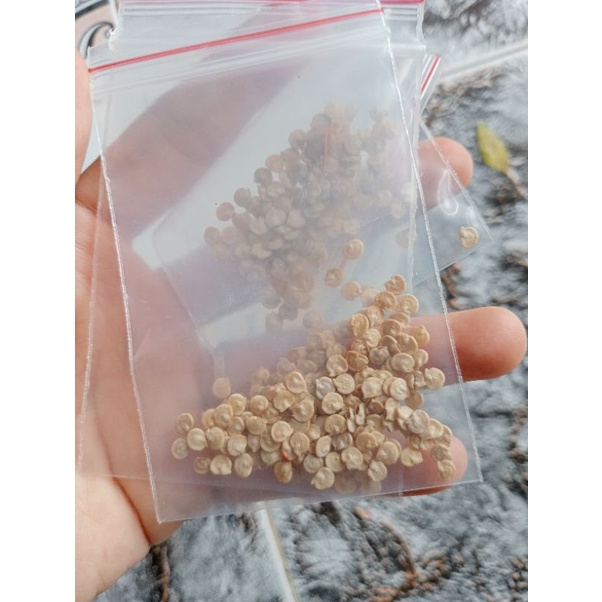 50 hạt ớt chuông mix màu