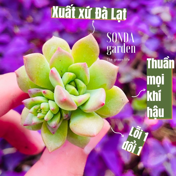 Sen đá mặt trời SONDA GARDEN size mini 2.5-4cm, xuất xứ Đà Lạt, khoẻ đẹp, lỗi 1 đổi 1