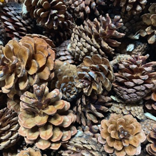 Trái thông mài răng cho hams, sóc, thỏ, bọ...