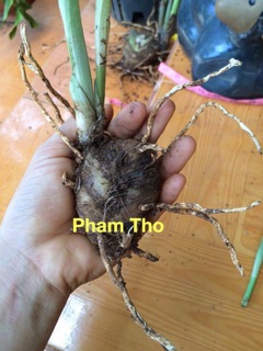 Hoa Lan Tết - địa lan rừng hoa nở hơn 1 tháng