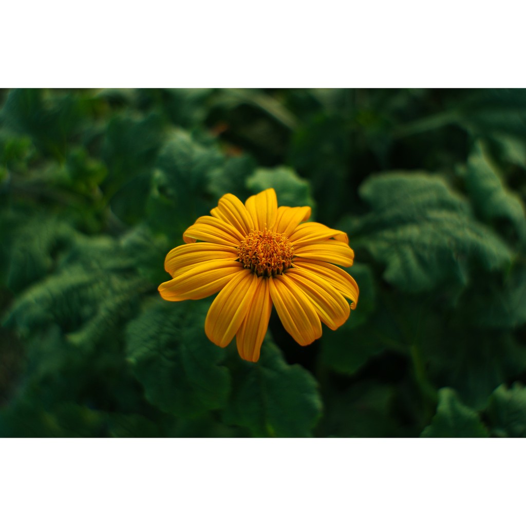 Ống kính máy ảnh Spiratone 28mm f2.0 MF Minolta MD  - 14645