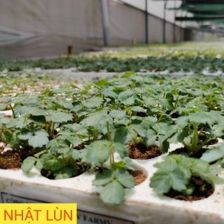 HOT - COMBO 6 Cây Giống Dâu Tây Nhật Lùn Nuôi Cấy Mô