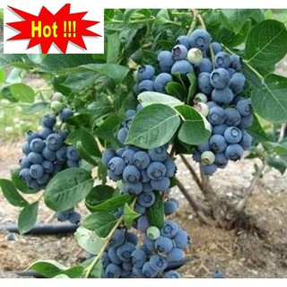 Hạt giống Việt quất (30 hạt)