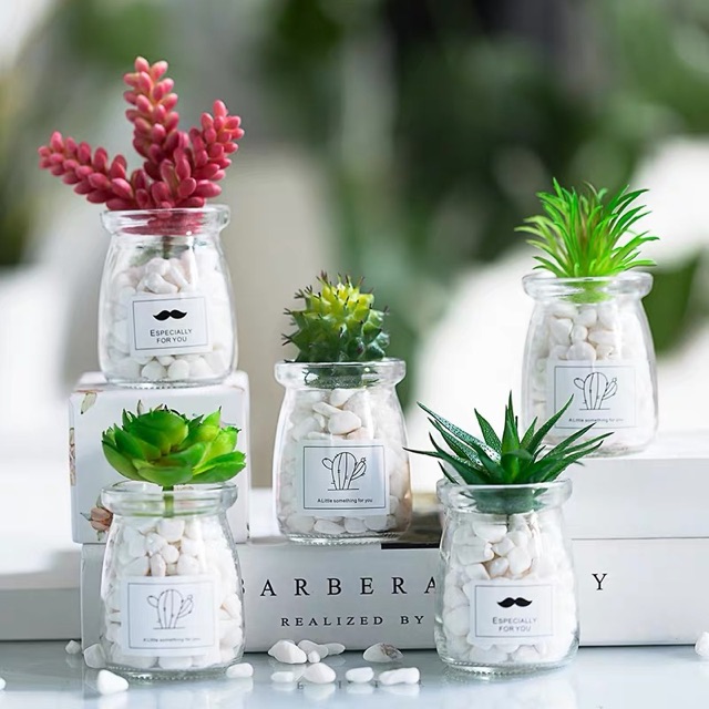 Hũ thuỷ tinh trồng cây mini