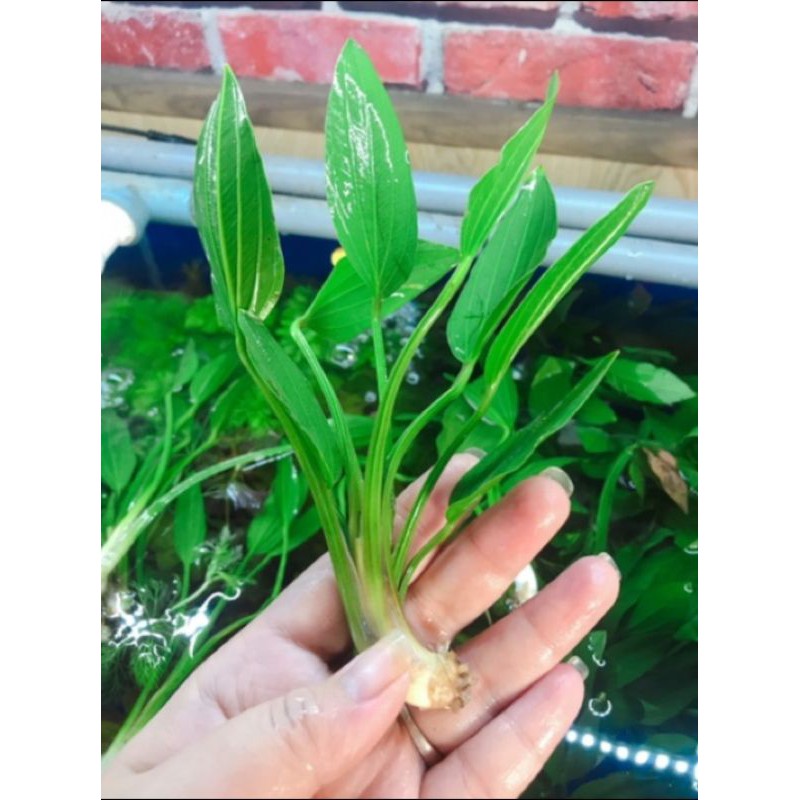 Cây lan nước thủy sinh - bách thủy tiên dễ trồng, trang trí bể cá