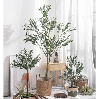 Cây olive decor 1m2 - Cây olive cao cấp decor trang trí shop / phòng khách Olive Tree