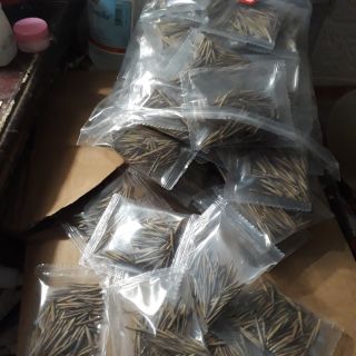 Hạt giống  Trúc lệ
