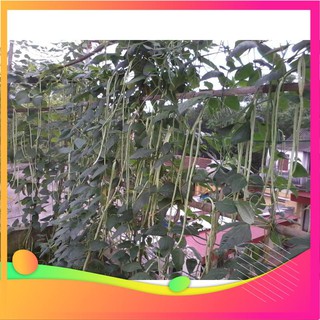 Hạt giống đậu đũa - 10 gram hạt vietgar
