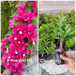 Cây giống hoa giấy Mỹ, bầu rễ nhiều, giâm cành nguyên bản