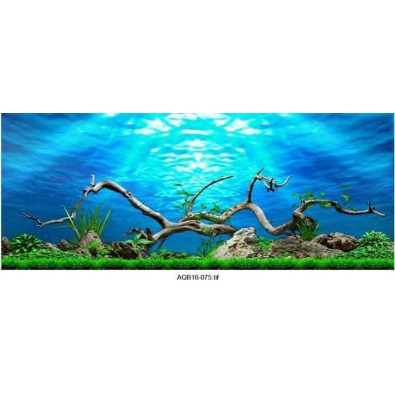 Tranh 3D dán bể cá