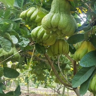 Cây phật thủ giống