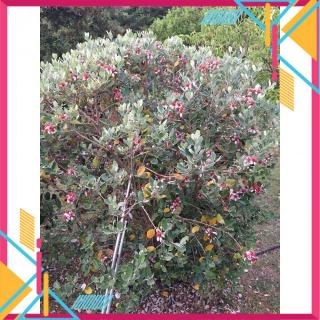 Cây Ổi dứa Aus.tralia ..5 tháng cho trái  - Cây Giống Nhập Khẩu