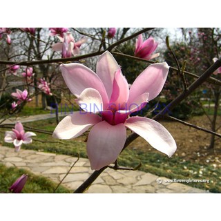 Hat giống hoa HOA MỘC LAN( 3 hạt)