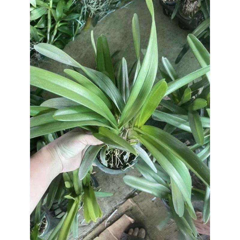 HOA LAN KIẾM CÂY GỬI NHƯ ẢNH CUỐI