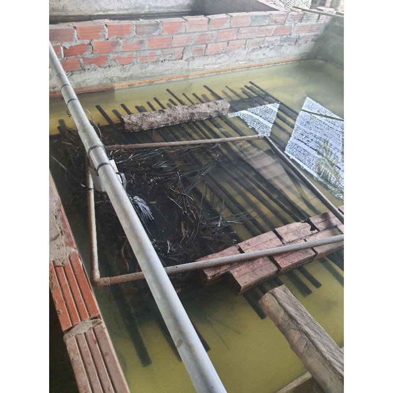 Combo 2kg thức ăn cho lươn 0,5li