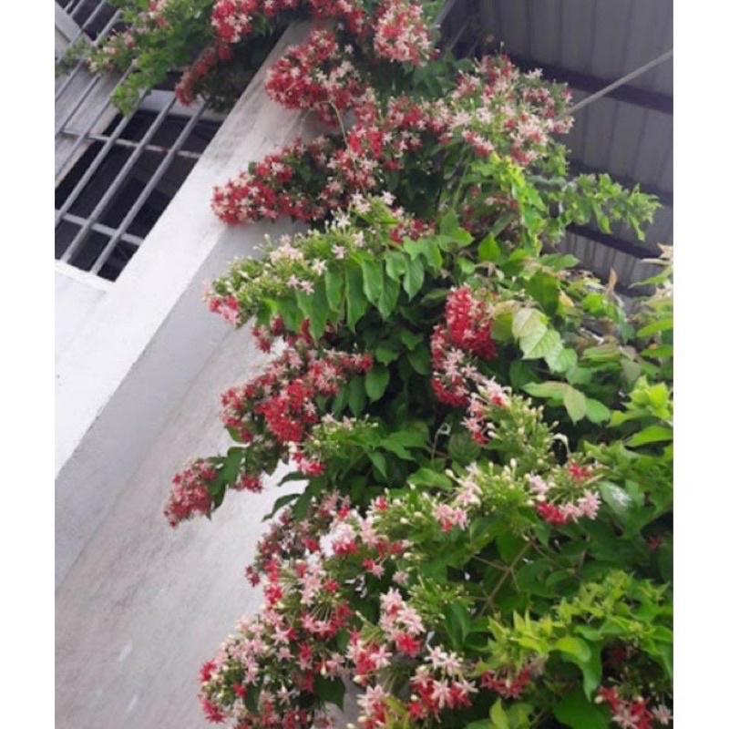 Cây giống hoa sử quân tử