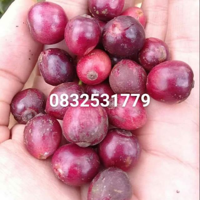 Combo Cà phê rang xay thủ công Nguyên chất