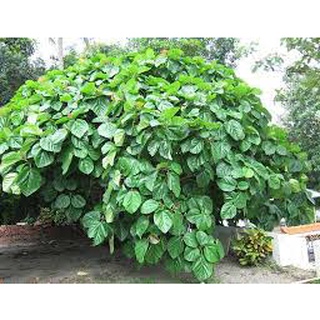 02 cây vả mật giống 30cm 981sp