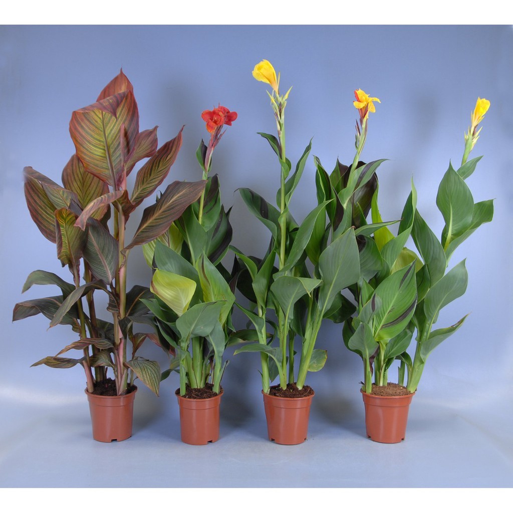 HẠT GIỐNG HOA CHUỐI CẢNH NHIỀU MÀU - GÓI 1 GRAM