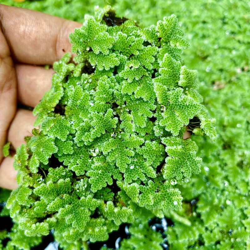 Bèo Hoa Dâu mini trang trí bể thủy sinh cá tép cảnh - M