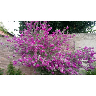 Cây giống tuyết sơn phi hồng