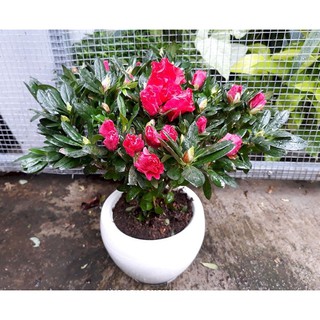 Cây giống đỗ quyên sẵn bầu đủ màu