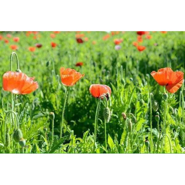 50 Hạt Giống hoa Ngu Mỹ Nhân được coi là tuyệt sắc giai nhân