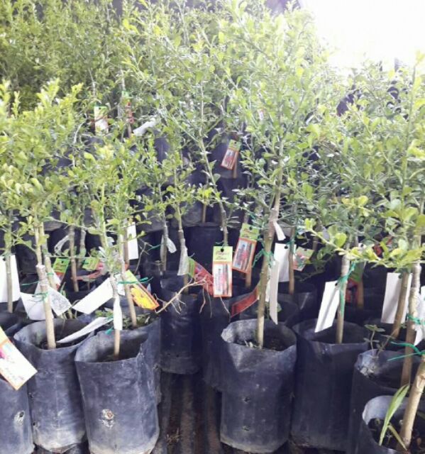 Cây chanh ngón tay