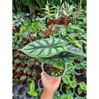 cây Alocasia dragon scales