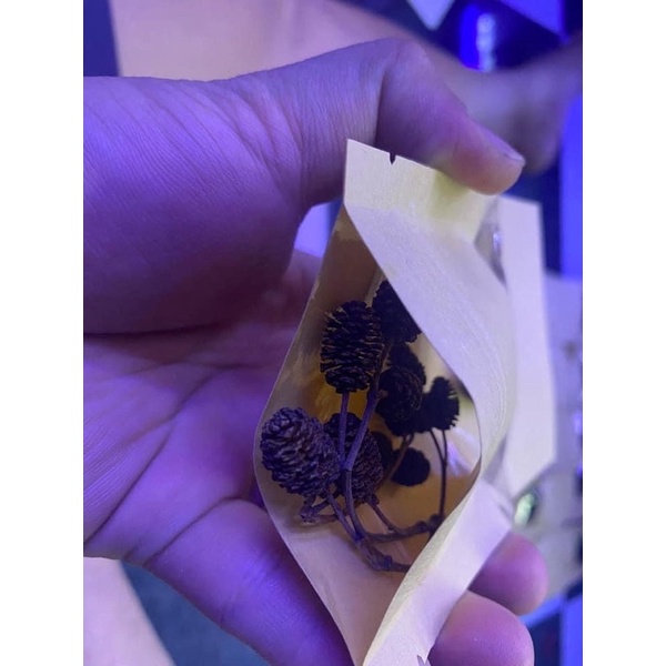 Trái Thông ALDER CONES