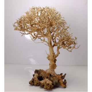 Lũa Cây Tự Nhiên Trang Trí Bể Cá