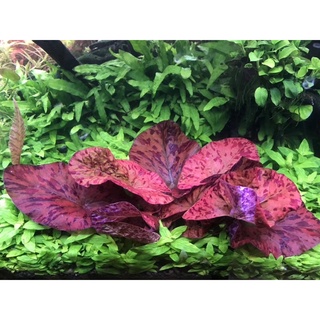 Củ Sen tiger mini - Cây thuỷ sinh