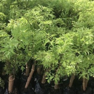 Cây đinh lăng giống