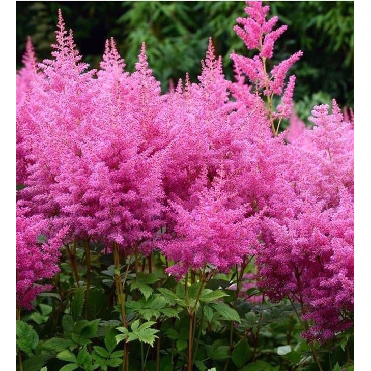 Cây giống hoa hạnh phúc Chơi tết