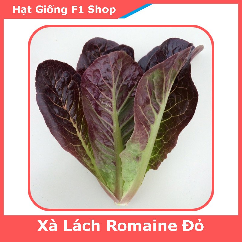 Hạt Giống Xà Lách Romaine Đỏ Chịu Nhiệt Giòn Ngon (217.F1)