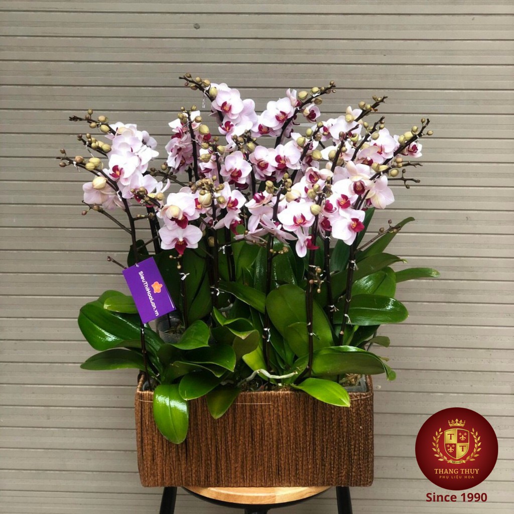 Lẵng giỏ chậu đựng, hoa lan hồ điệp